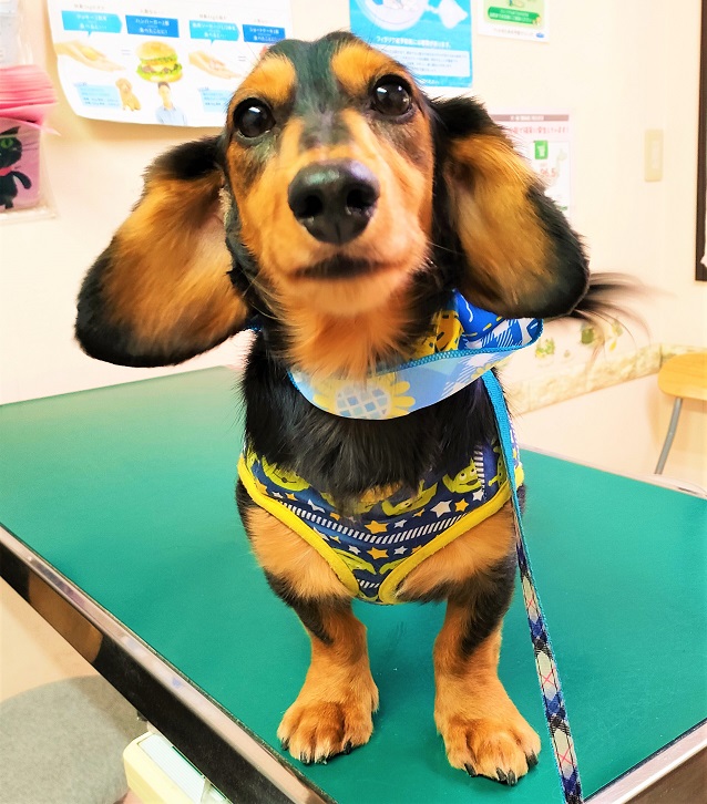 rara〜 ナッちゃん様専用 ダックス 花かご STANDARD BOOKSTORE