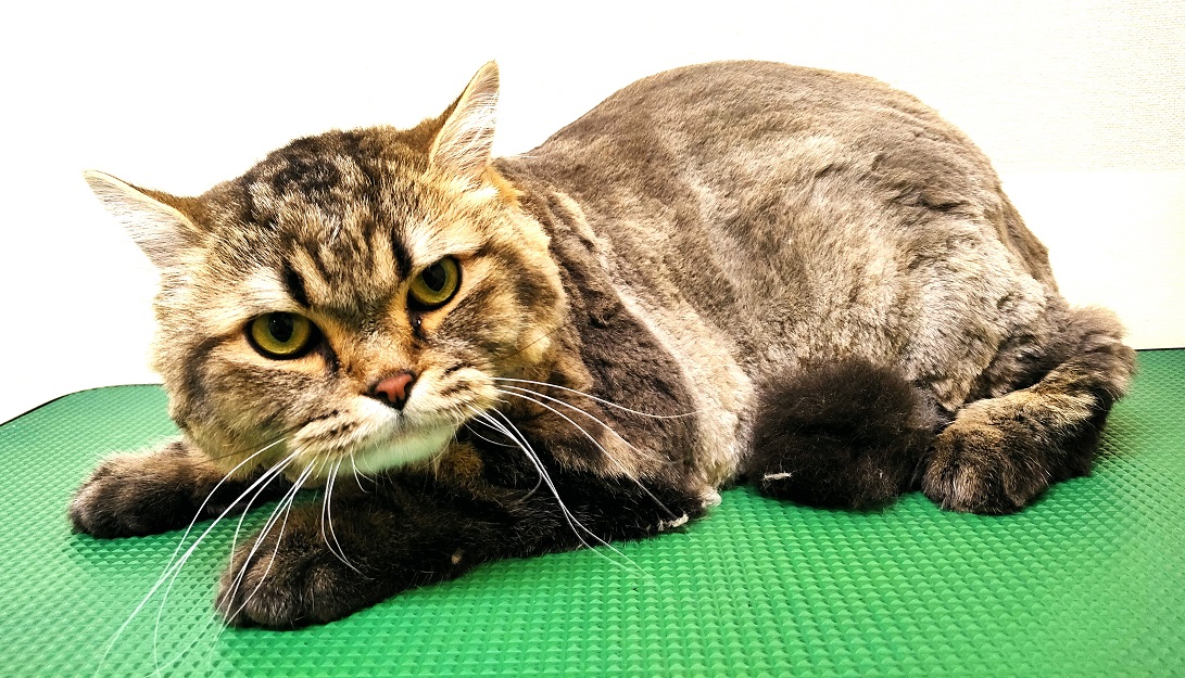 じゃれねこ『3月☆ラッキーセット14』