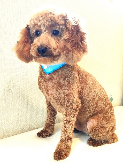 ハンドメイド　オーダー受付ページ　♡温泉　トイプー　シーズー　パネル♡ ハンドメイド オーダー受付ページ ♡温泉 トイプー シーズー