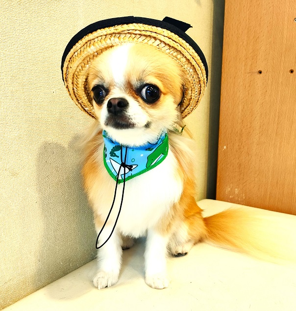 250712%E6%9D%BE%E6%9C%AC%E3%81%93%E3%81%9F%E3%82%8D%E3%81%86.jpg