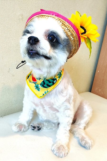 相談中❤︎ハロウィン C柄❤︎ 24枚セット バンダナ 小型犬