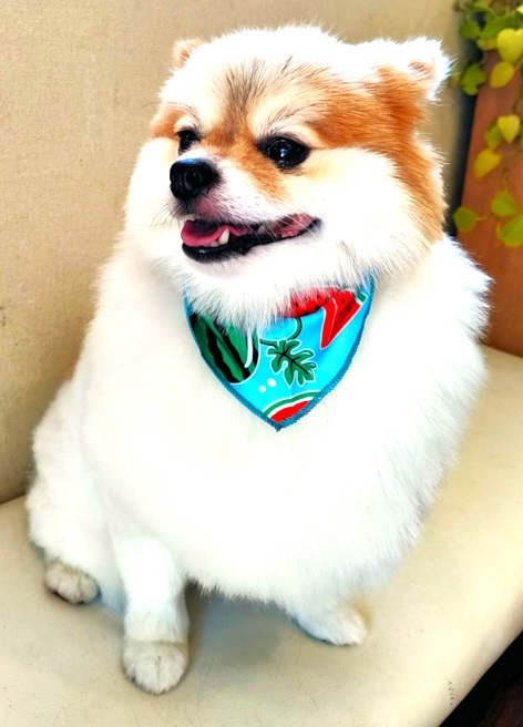 ペットのための予防クリニック: 今週のわんこたち 2025/8/1～10