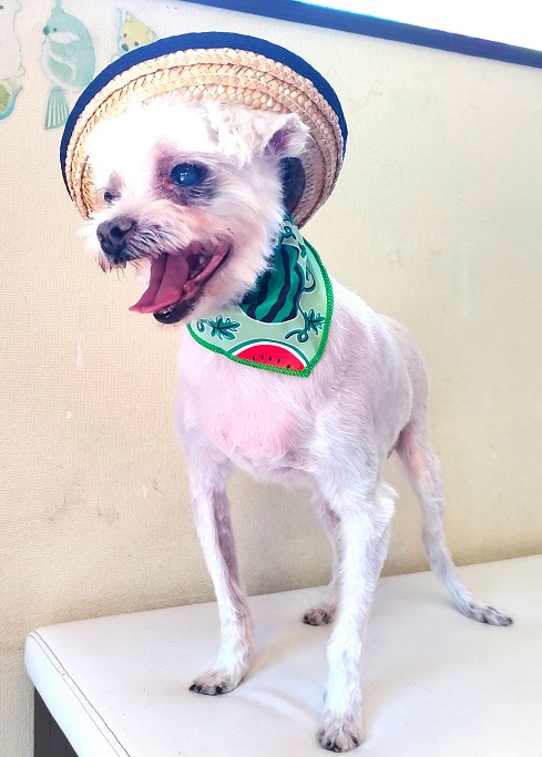 ペットのための予防クリニック: 今週のわんこたち 2025/8/1～10