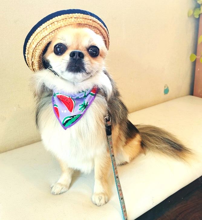 ペットのための予防クリニック: 今週のわんこたち 2025/8/1～10