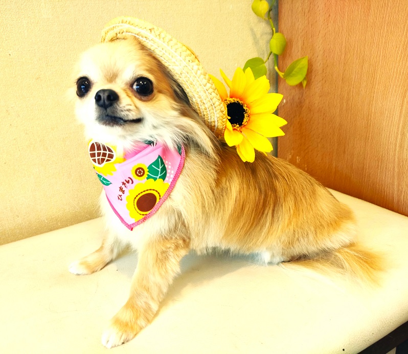 ペットのための予防クリニック: 今週のわんこたち 2025/8/1～10