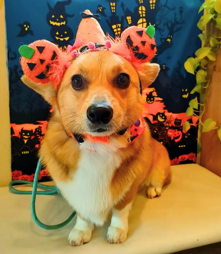 ぽっぽ うさぎフレーム ハンドメイド 羊毛フェルト うちのこ オーダー